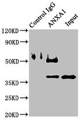 ANXA1 Antibody