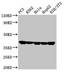 Annexin A1 antibody