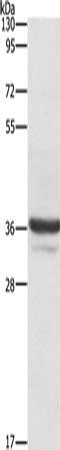 ANXA3 Antibody
