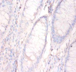ANXA5 Antibody