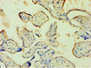 ANXA5 Antibody