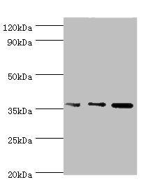 Annexin A5 antibody