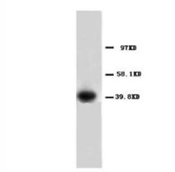 Anti-Annexin A1/ANXA1 Antibody