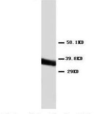 Annexin V/ANXA5 Antibody