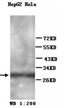 Annexin V Rabbit Polyclonal Antibody