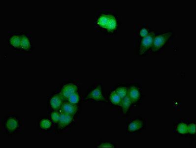 ANO1 Antibody