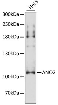 ANO2 antibody