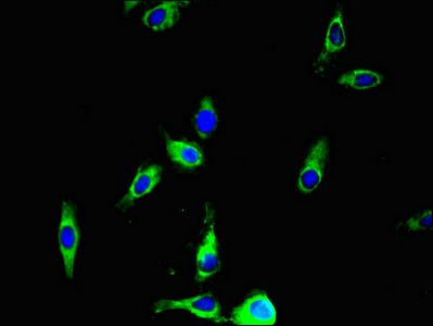 ANO4 Antibody