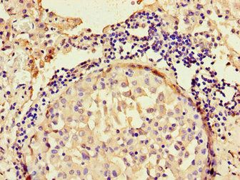 ANO4 Antibody
