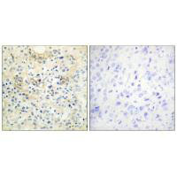 ANO7 Antibody