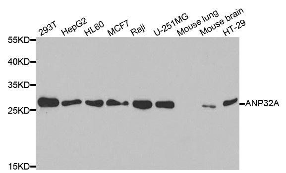 ANP32A antibody