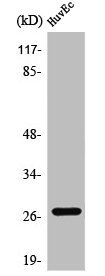 ANP32C Antibody