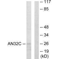 ANP32C Antibody