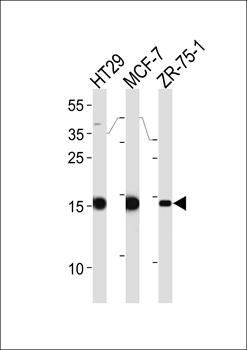 Anterior Gradient 2 antibody