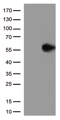 Antizyme inhibitor 1 (AZIN1) Mouse Monoclonal Antibody [Clone ID: OTI1D12]