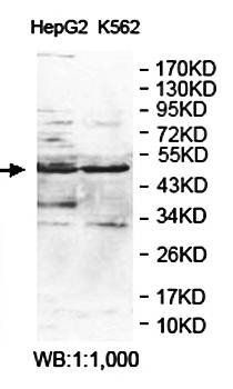 ANTXR1 Rabbit Polyclonal Antibody
