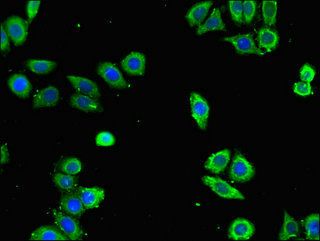 ANXA10 antibody