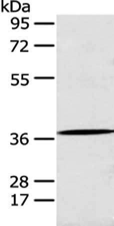 ANXA10 antibody