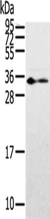 ANXA13 antibody
