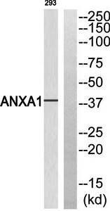 ANXA1 (Ab-21) Antibody