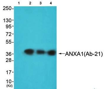 ANXA1 (Ab-21) Antibody
