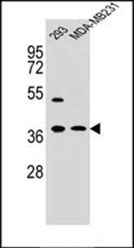 ANXA2 antibody