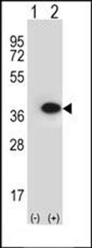 ANXA2 antibody