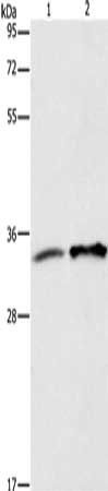 ANXA4 antibody