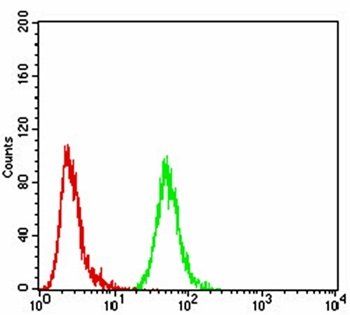 ANXA5 Antibody