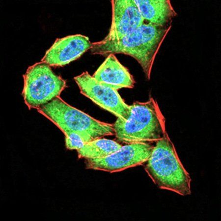 ANXA5 Antibody