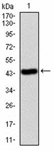 ANXA5 Antibody