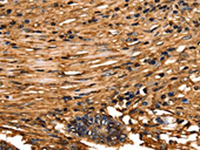 ANXA5 Antibody