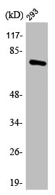 ANXA6 Antibody