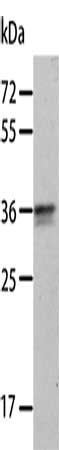 ANXA8 antibody