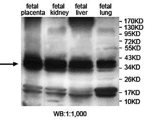 ANXA8L2 Rabbit Polyclonal Antibody