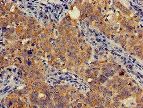 AOAH Antibody