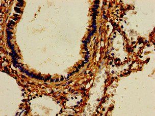 AOC3 Antibody