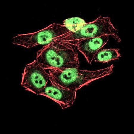 AOF1 Antibody