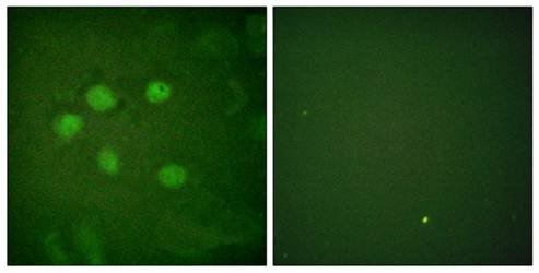AOS1 Antibody