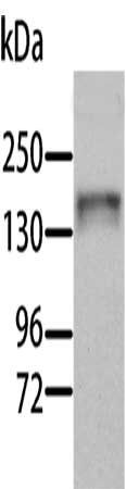 AOX1 antibody