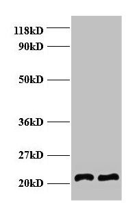 AP2M1 Antibody
