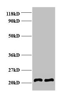 AP-2 complex subunit mu antibody