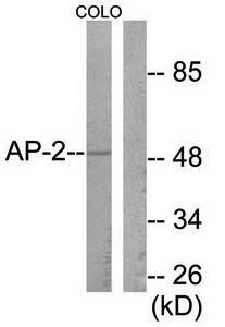 AP-2 Antibody