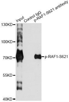RAF1 (phospho-Ser621) antibody