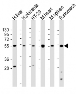 5-HT2B Receptor antibody