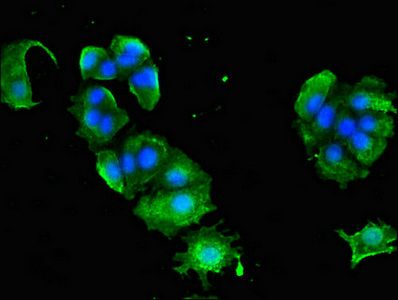 AP1G1 antibody