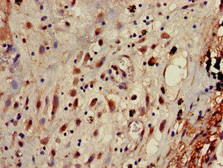 AP1G1 Antibody