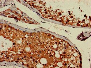 AP1G1 Antibody