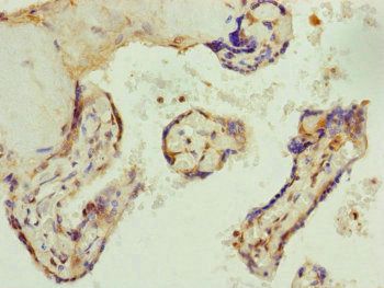 AP1M1 Antibody