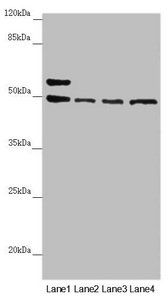 AP1M1 antibody